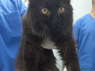 Mixed Breed cats - Advert 6