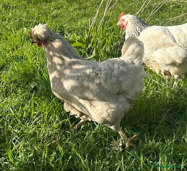 Chickens poultry Young Green Egger Hybrid Hen - Advert 1