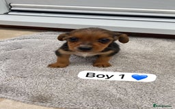 Mixed Breed dogs for sale: Beautiful tiny little puppies looking for homes  - Image 5