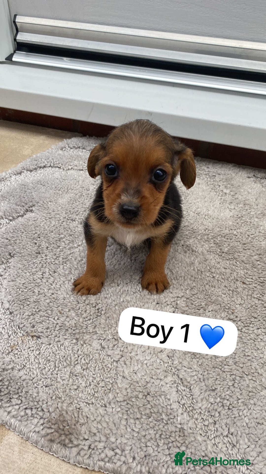 Mixed Breed dogs for sale: Beautiful tiny little puppies looking for homes  - Image 5