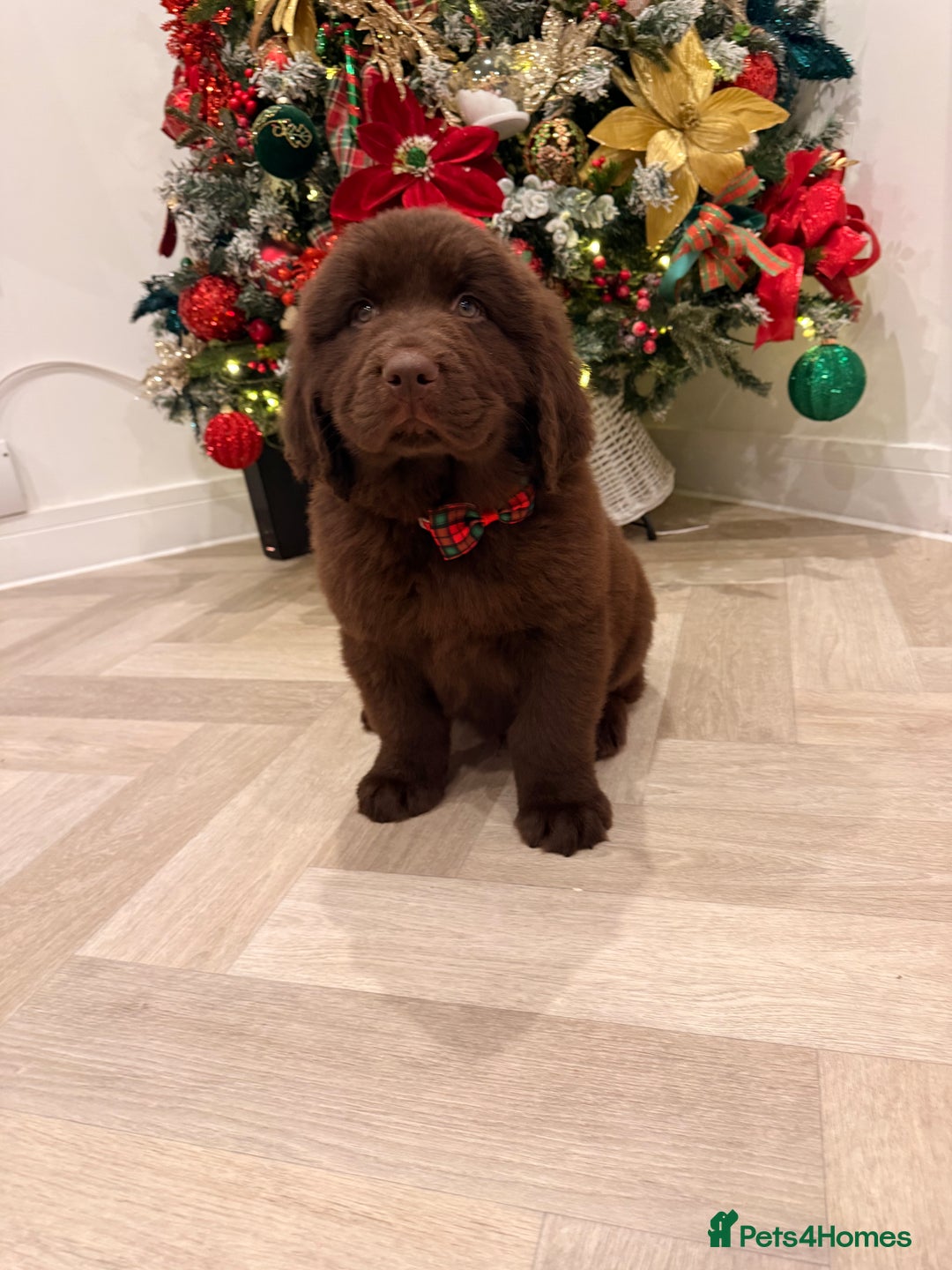 Newfoundland dogs for sale: Kc Registered & health tested Newfoundland Puppies - Advert 4
