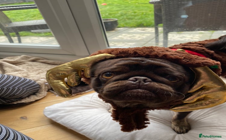 Pug dogs - Advert 1