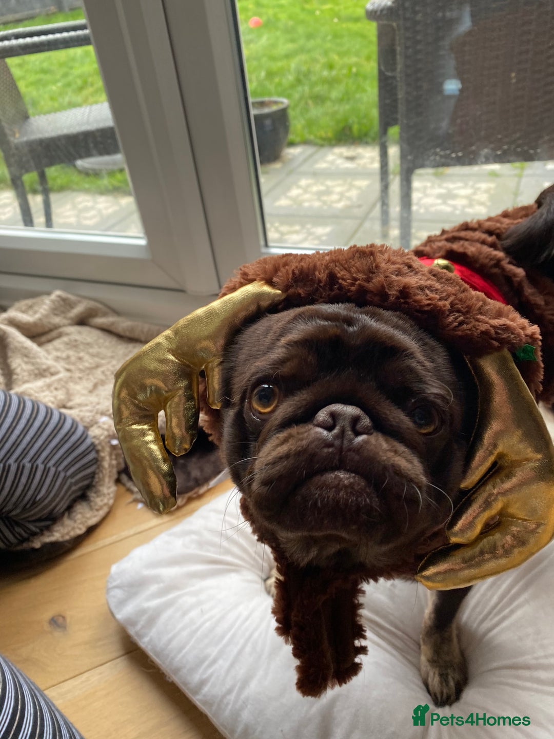 Pug dogs for sale: Chocolate Brown Pug - Image 1