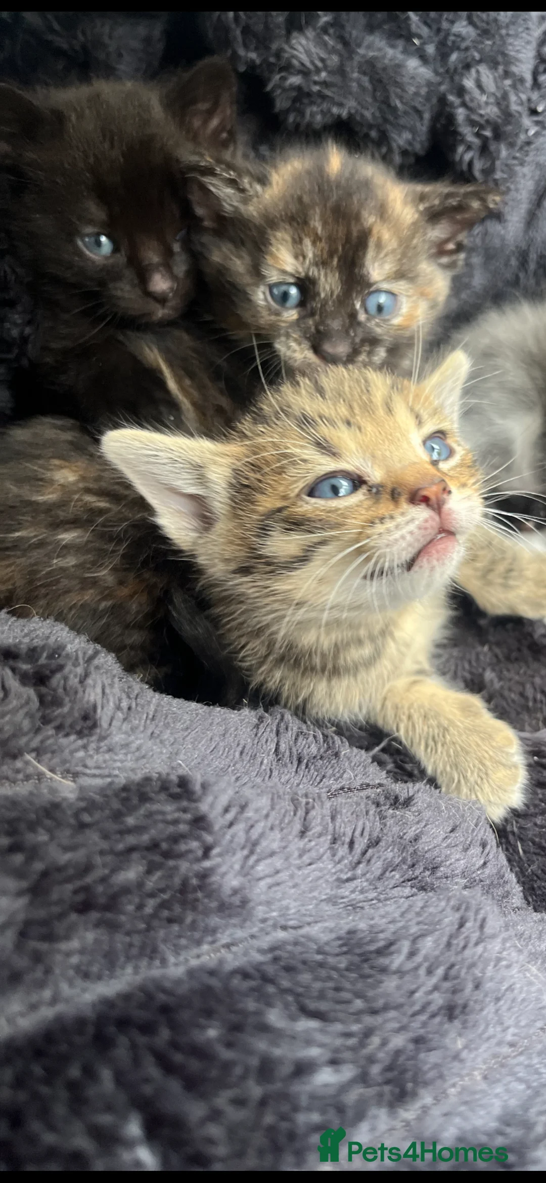 Mixed Breed cats for sale: 2 kittens left  in Bolton - Advert 1