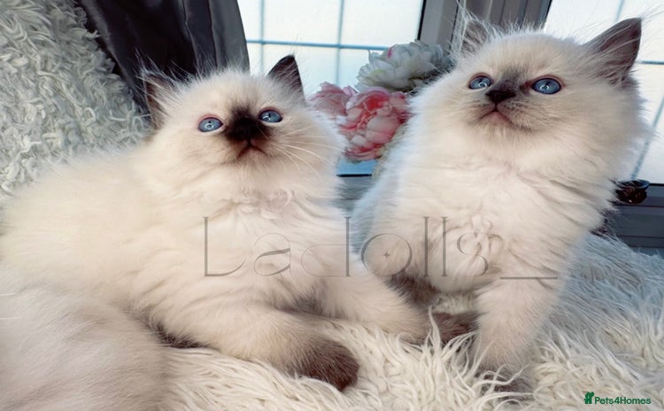 Ragdoll cats - Advert 8