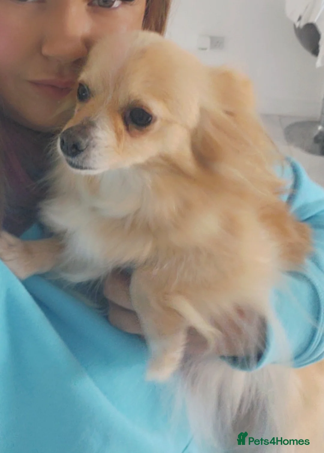 Pomeranian dogs for sale: Pomeranian puppies in Houghton le Spring - Advert 2