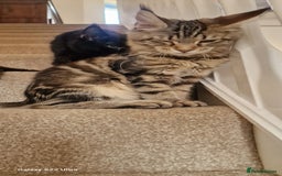 Maine Coon cats for sale: Pure Maine coon👑 - Image 11