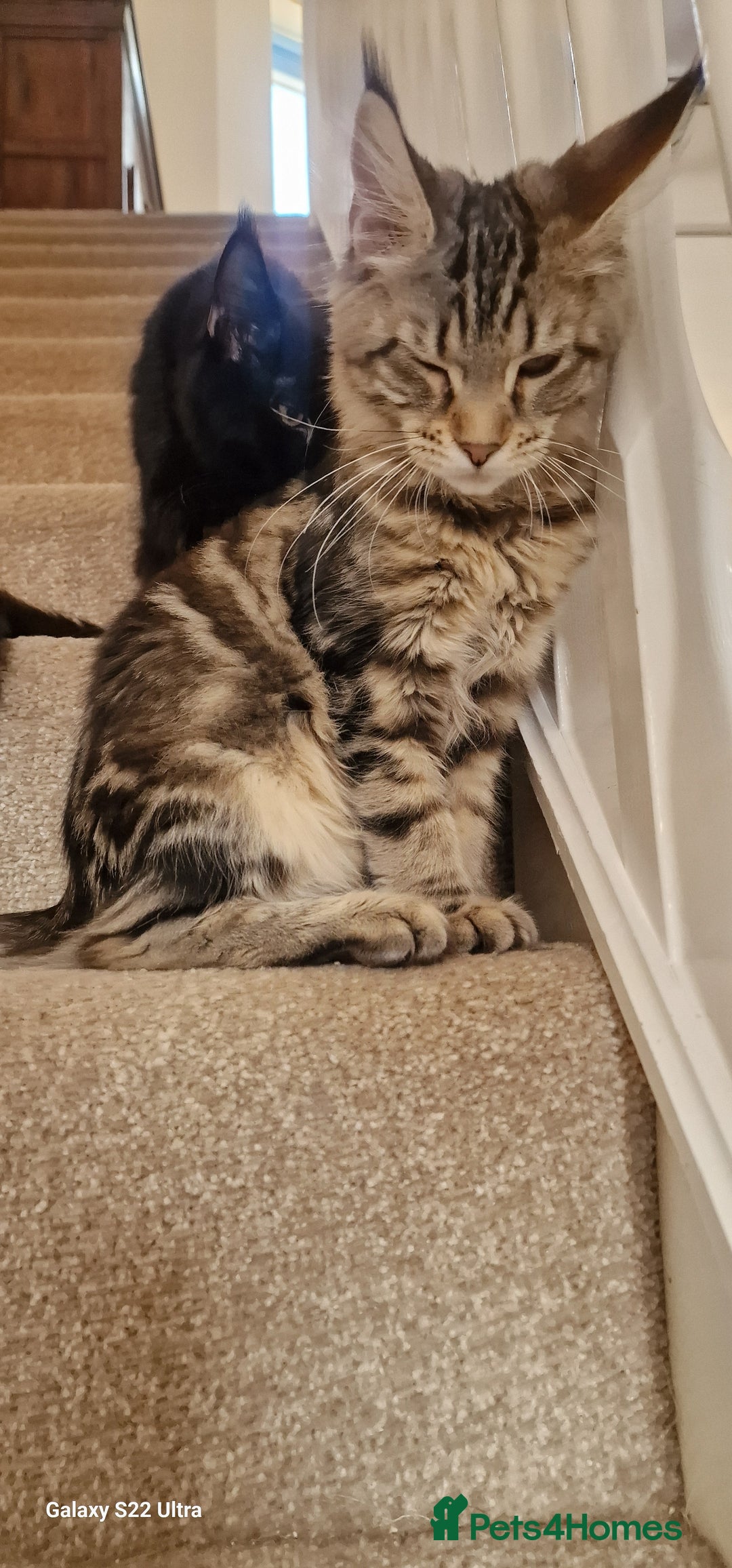 Maine Coon cats for sale: Pure Maine coon👑 - Image 11