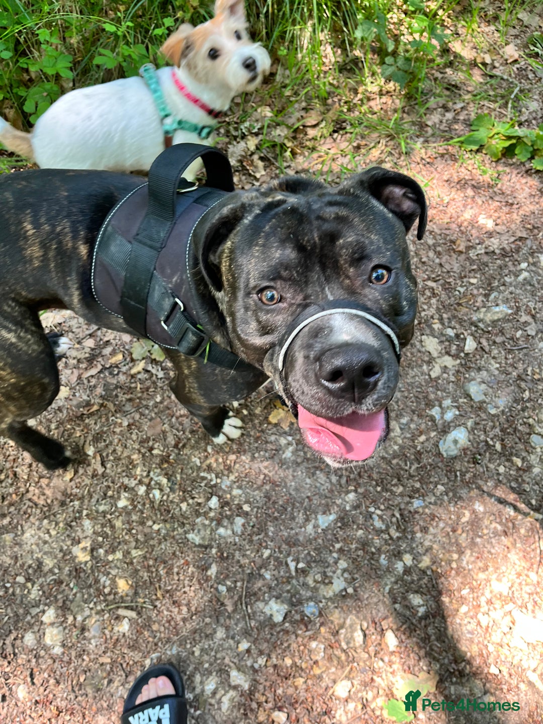 American Bull Staffy dogs for sale: 3 year old American Bull Staffy - Advert 8