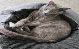 Russian Blue cats for sale: 2 beautiful grey cats - Image 3