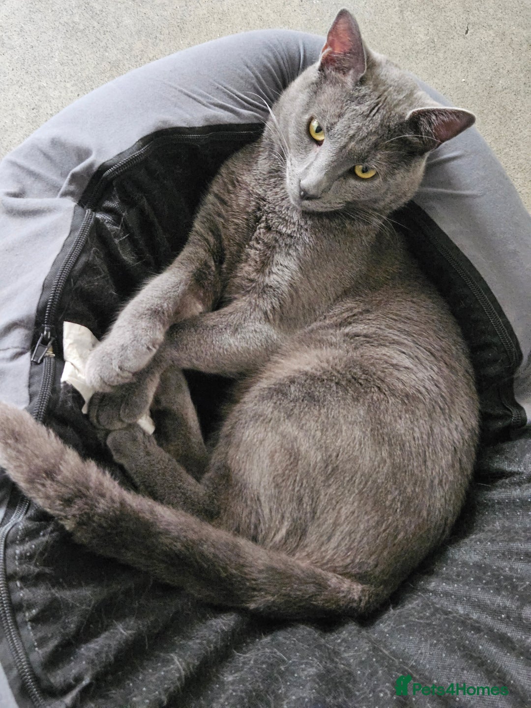 Russian Blue cats for sale: 2 beautiful grey cats - Image 3
