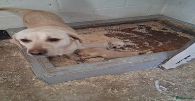 Labrador Retriever dogs - Advert 1