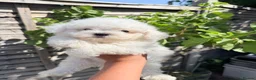 Bichon Frise dogs for sale: 🐶 Gorgeous Pedigree Bichon Frise ready to leave  - Advert 1