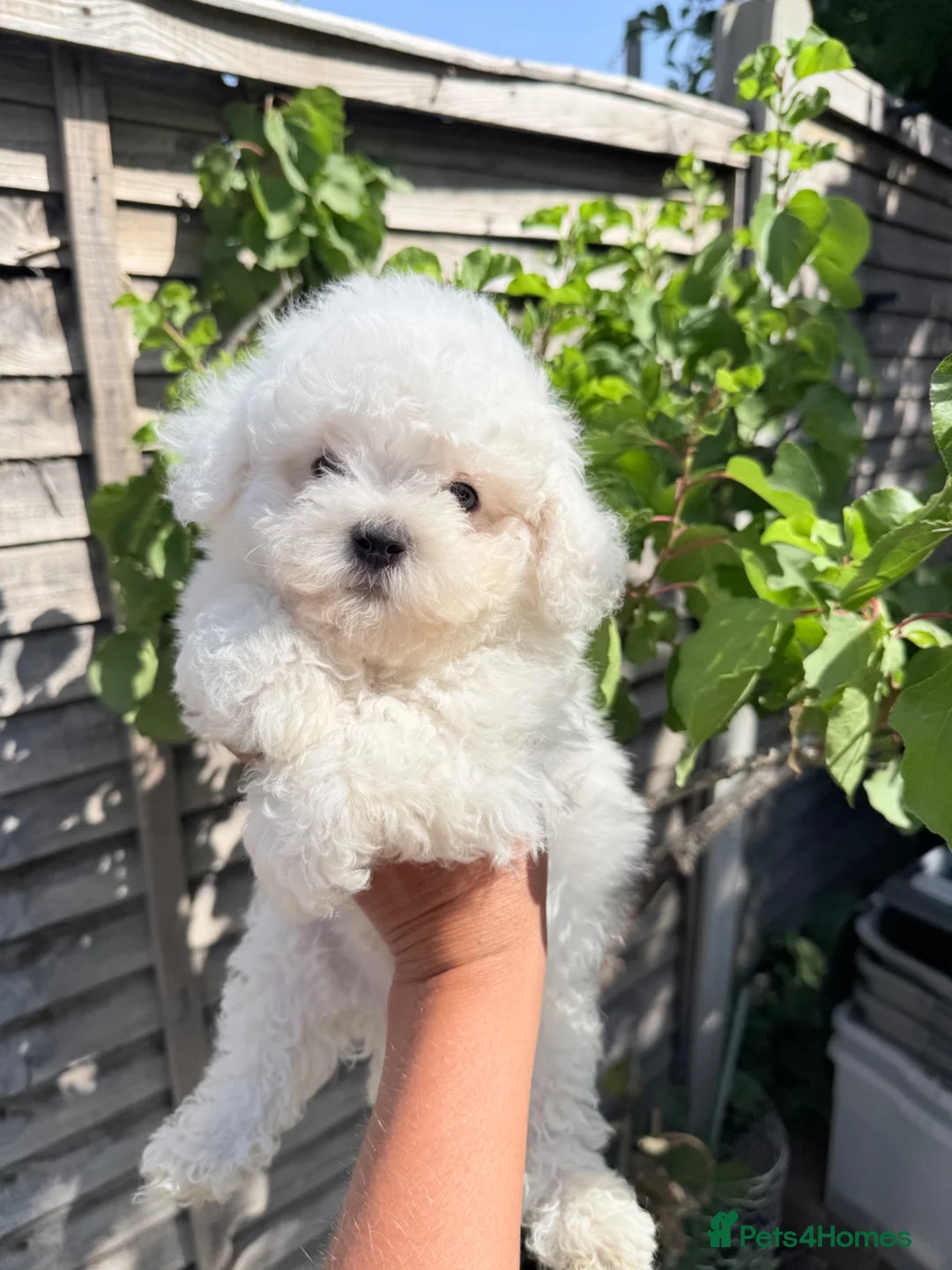 Bichon Frise dogs for sale: 🐶 Gorgeous Pedigree Bichon Frise ready to leave  - Advert 1