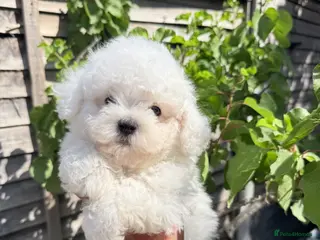 Bichon Frise dogs 🐶 Gorgeous Pedigree Bichon Frise ready to leave - Advert 17