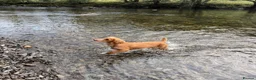 Cocker Spaniel dogs for stud: KC Reg Working Cocker Spaniel – Available at Stud - Advert 4