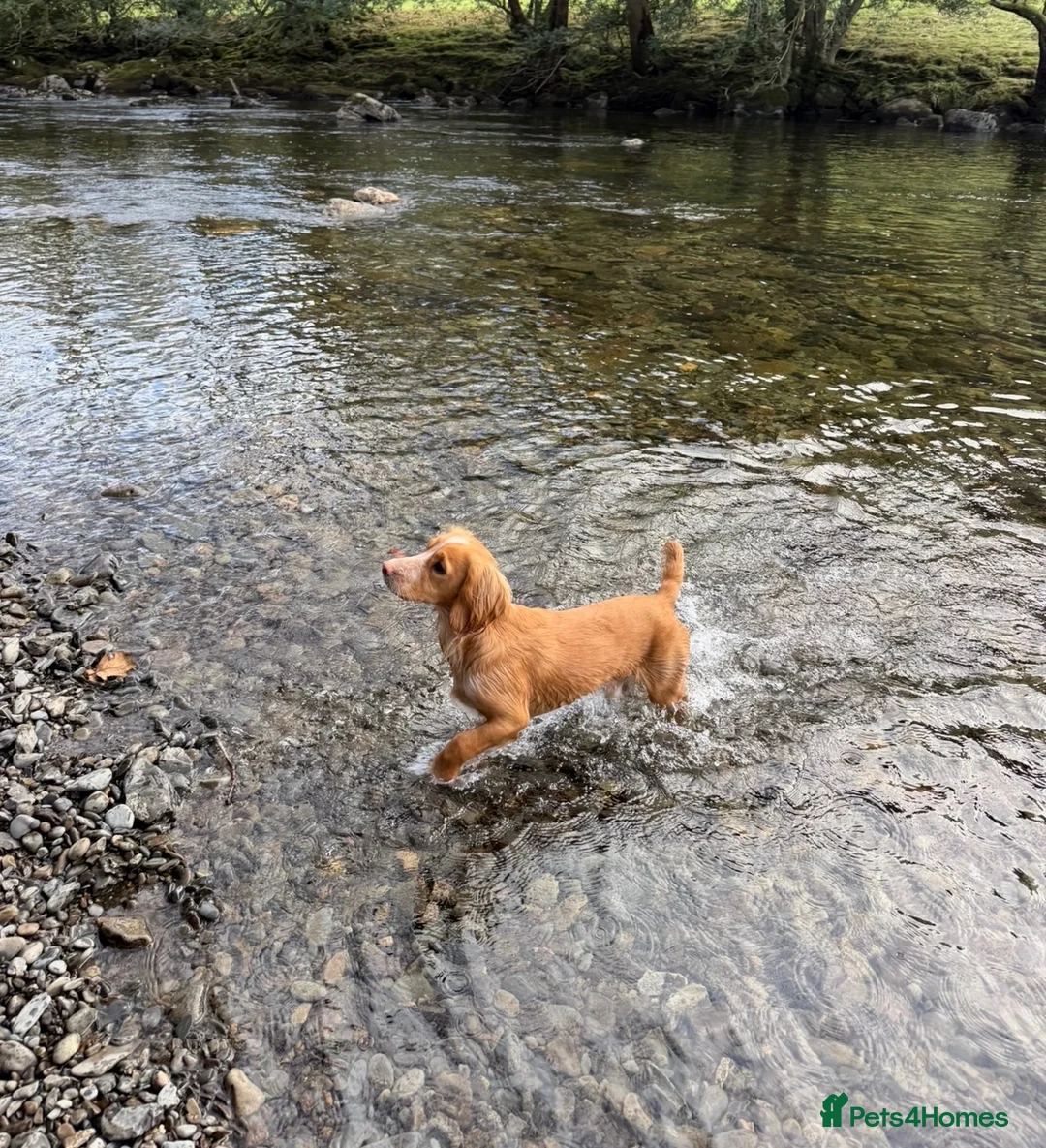 Cocker Spaniel dogs for stud: KC Reg Working Cocker Spaniel – Available at Stud - Advert 4