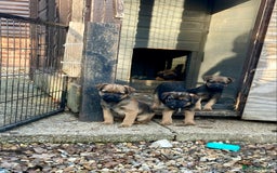 Border Terrier dogs for sale: Pure border terrier puppies  - Advert 24