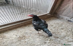 Chickens poultry for sale: Aseel Hen For Sale - Image 1