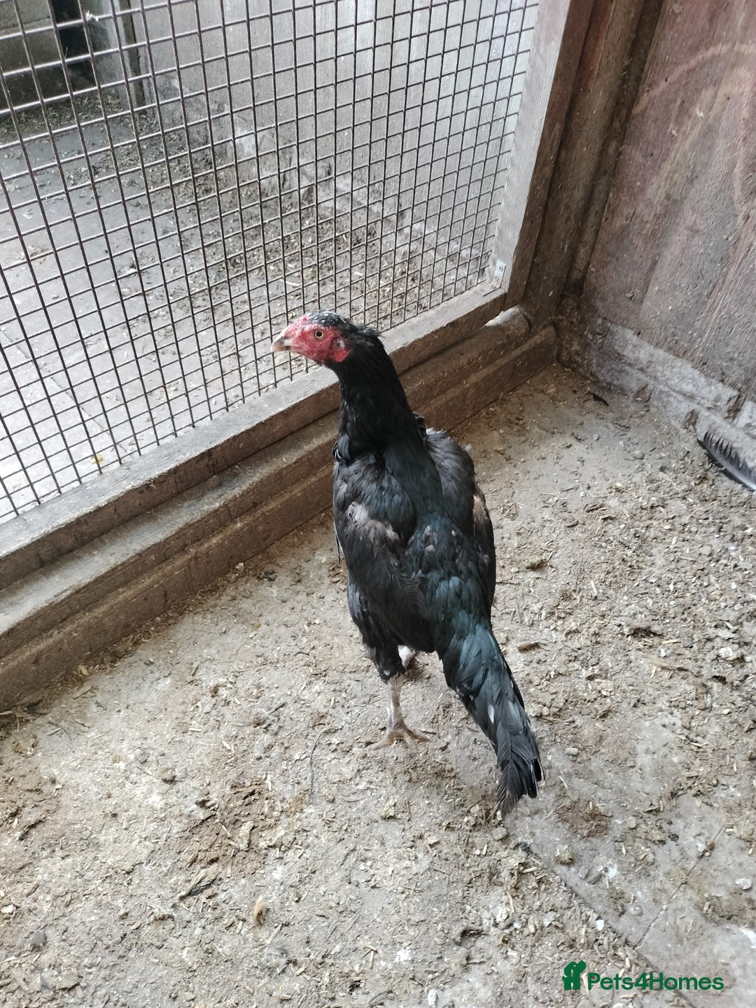 Chickens poultry for sale: Aseel Hen For Sale - Image 1