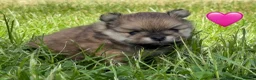 Pomeranian dogs for sale: Orange sable teddy bear type Pomeranians  - Advert 7