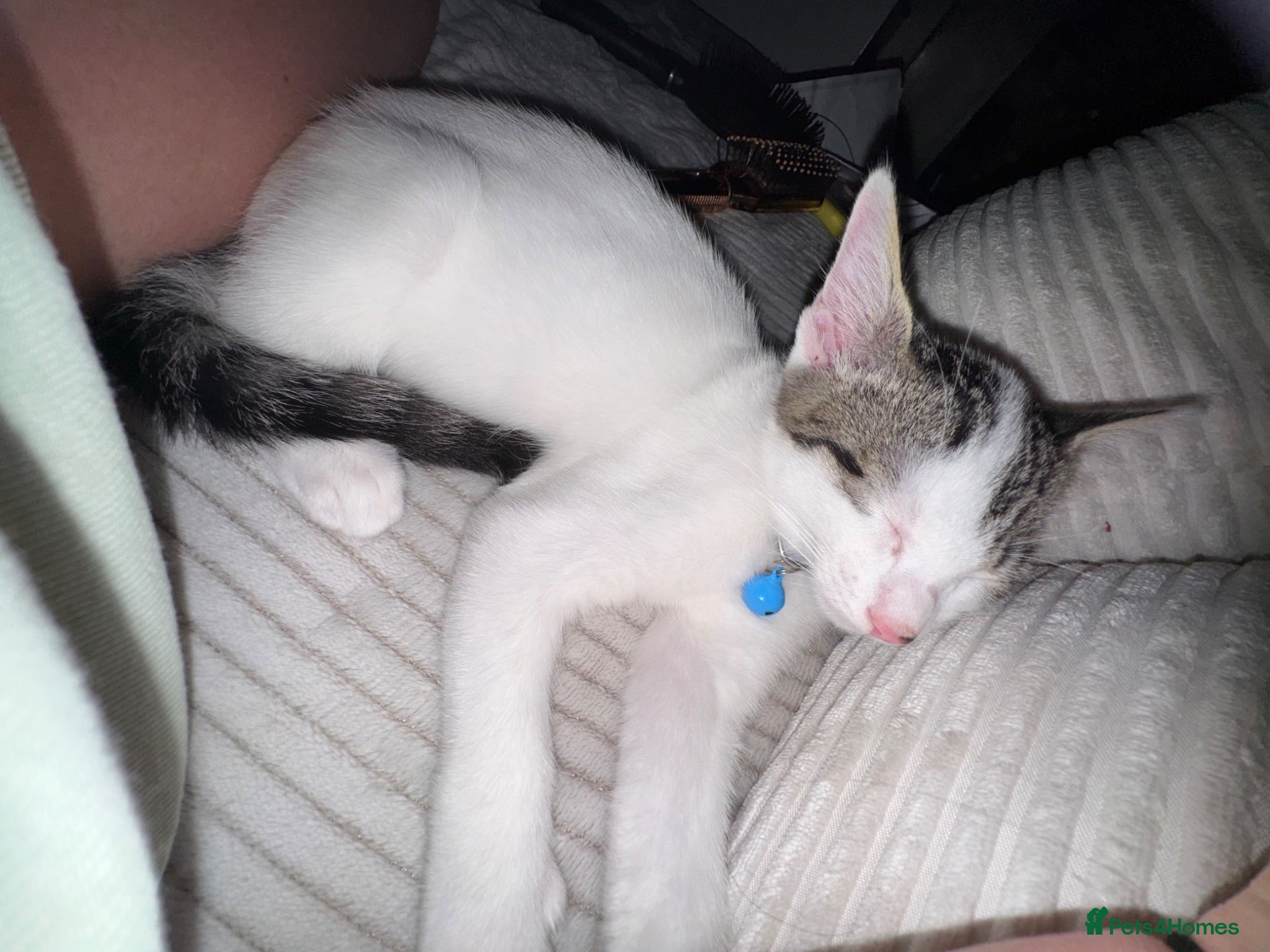 Mixed Breed cats Male kitten  - Advert 1