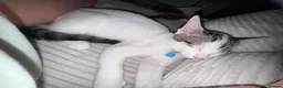 Mixed Breed cats for sale: Male kitten  - Advert 1