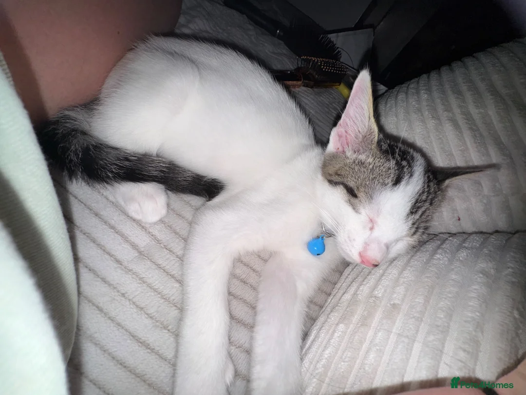 Mixed Breed cats for sale: Male kitten  - Advert 1