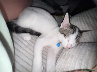 Mixed Breed cats Male kitten - Advert 5
