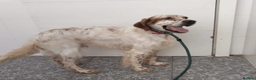 English Setter dogs for adoption: Dil (Formerly Dul)   in Blaydon-on-Tyne - Advert 4
