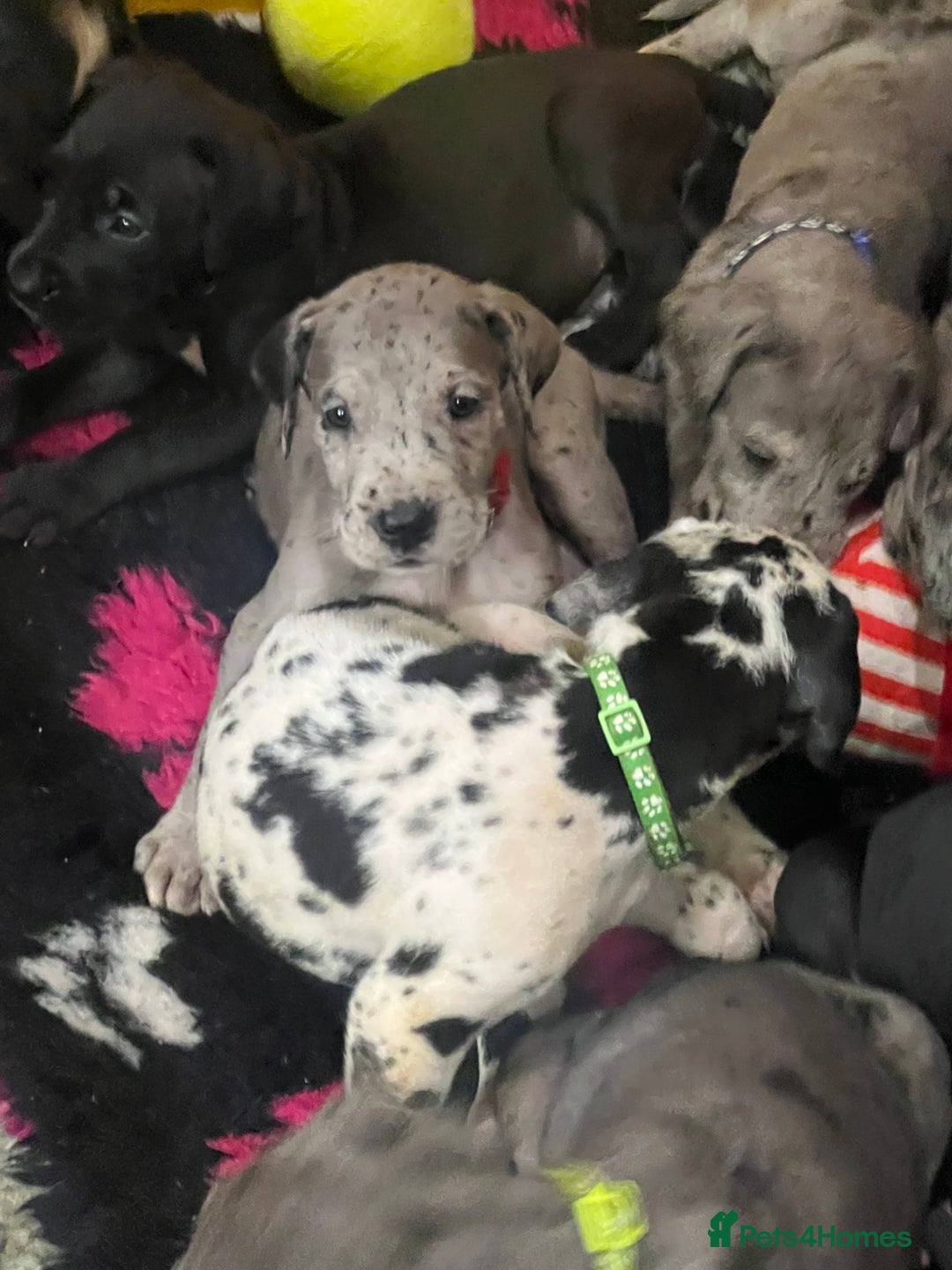 Great Dane dogs for sale: READY NOW PURE BRED GREAT DANE PUPPIES FOR SALE - Image 10
