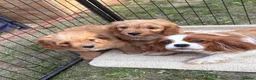 Cavapoo dogs for sale: F1 CAVAPOO PUPPIES  - Advert 14