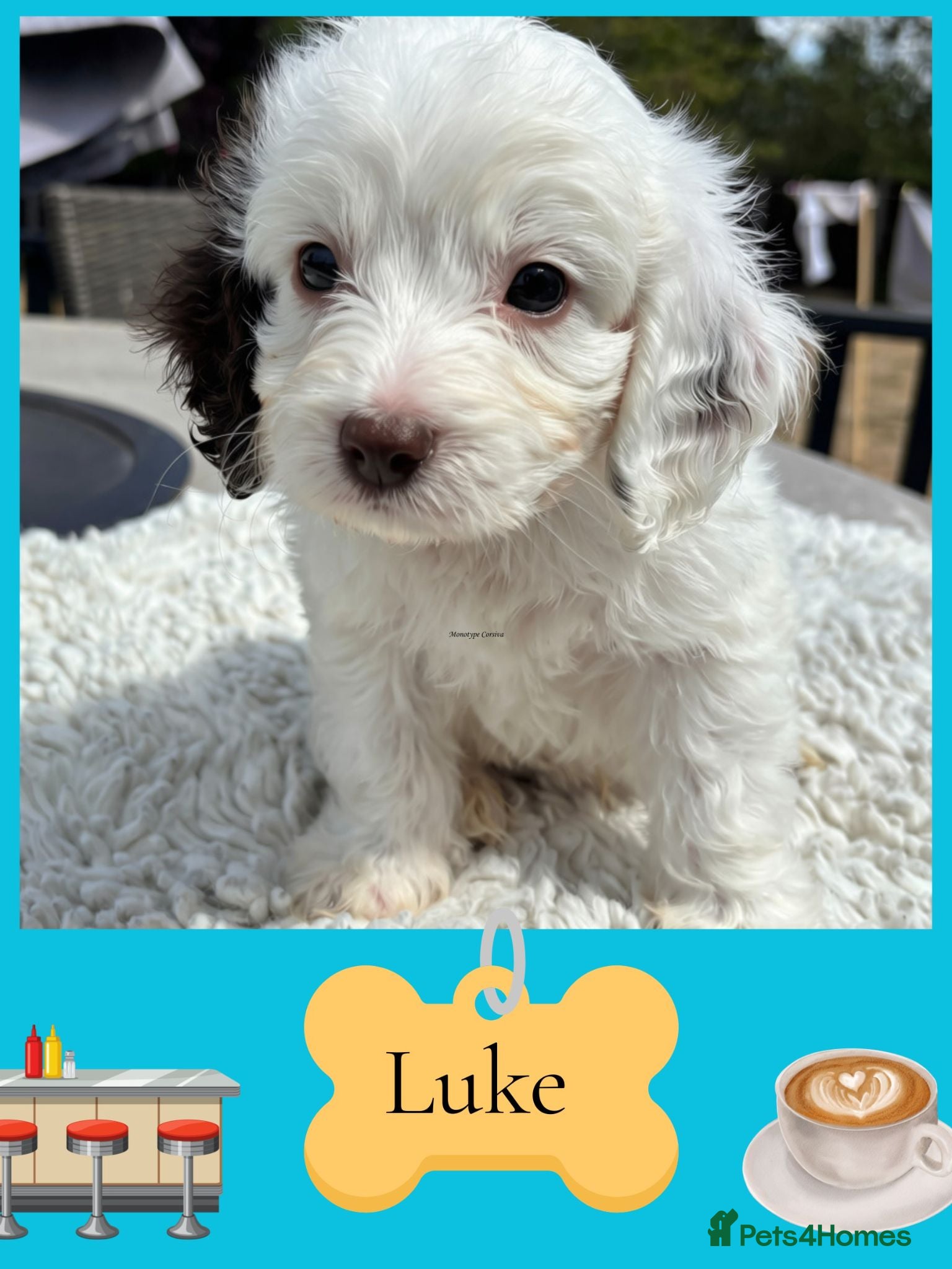 Cavapoo dogs ✨ Gorgeous DNA Tested F1 Cavapoos 🐾 Licensed - Advert 1
