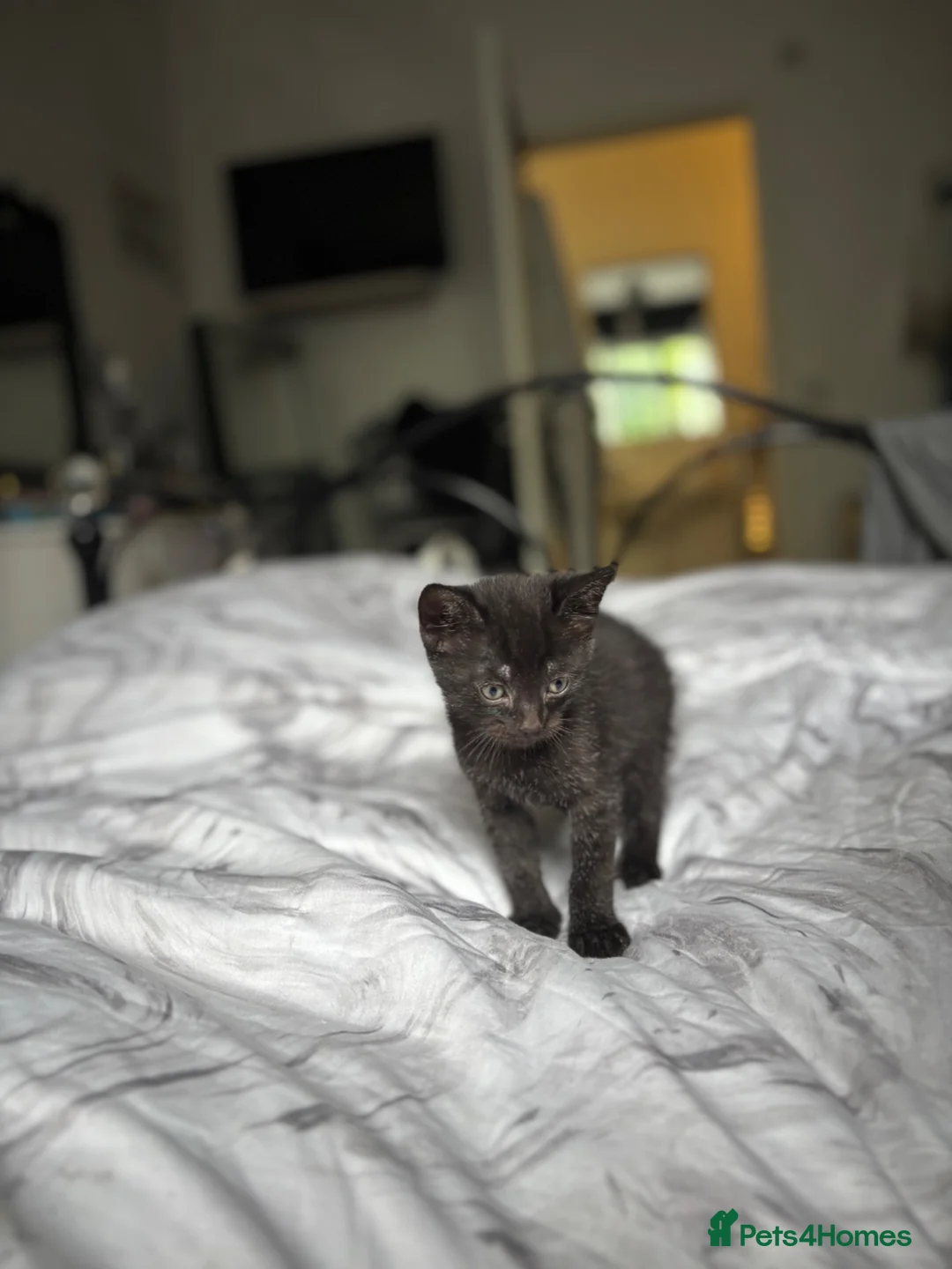 Mixed Breed cats for sale: Beautiful Black Shorthair x Tabby Kitten in Enfield - Advert 7
