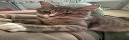 Siberian cats for sale: Siberian Girl needs a Home - Advert 2