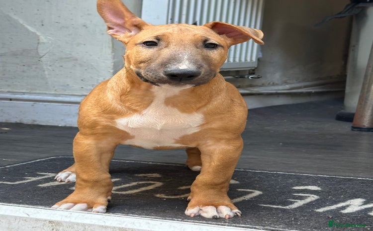 English Bull Terrier dogs - Advert 3