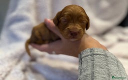 Cockapoo dogs for sale: F1 health clear stunning cockapoos - Image 25