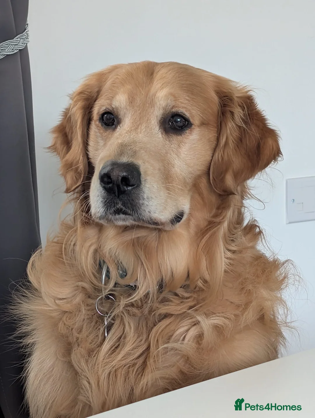 Golden Retriever dogs for stud: stunning golden retriever stud dog in Bury Saint Edmunds - Advert 10