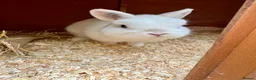 Netherland Dwarf rabbits for sale: Netherland dwarf BEW buck  - Advert 3