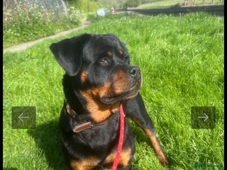 Rottweiler dogs Male Rottweiler 7 Months - Advert 13