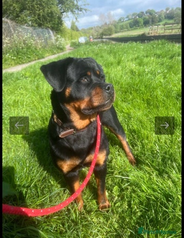 Rottweiler dogs - Advert 1