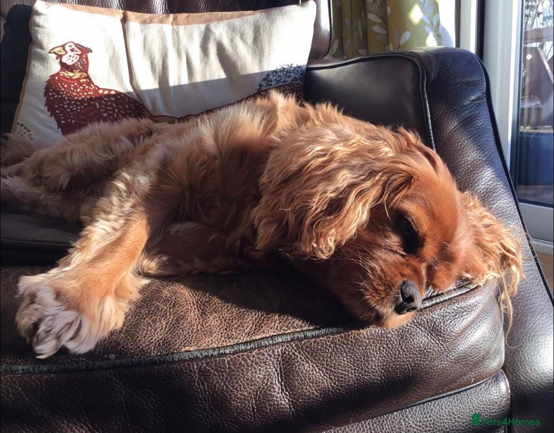 Cavapoo dogs for sale: Cavapoo Puppies - Advert 11