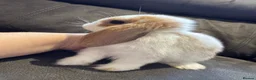 Mini Lop rabbits for sale: Pure Breed Mini Lop Babies  - Advert 3
