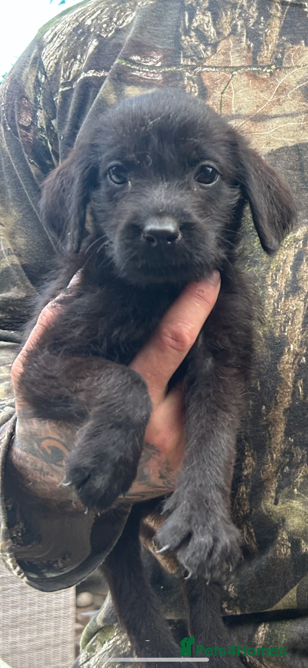 Mixed Breed dogs for sale: 3/4 Labrador 1/4 German wire hair pointer  - Image 25