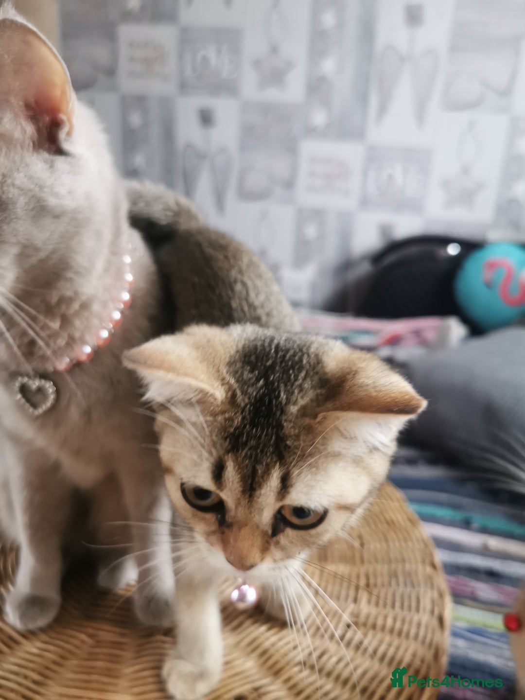 Scottish Fold cats for sale:  Scottish Fold & females   in Hull - Image 13