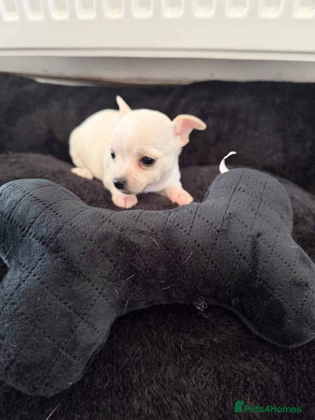 Chihuahua dogs for sale: AMAZING QUALITY CHIHUAHUA PUPPIES READY NOW - Advert 8
