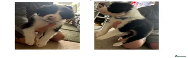 Border Collie 1 - Dark blue