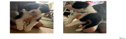 Border Collie dogs for sale: 5 Border collies puppies - Advert 3