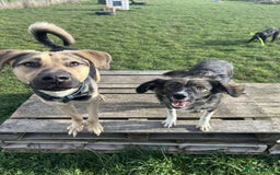 Mixed Breed dogs for adoption: MABEL - Image 7