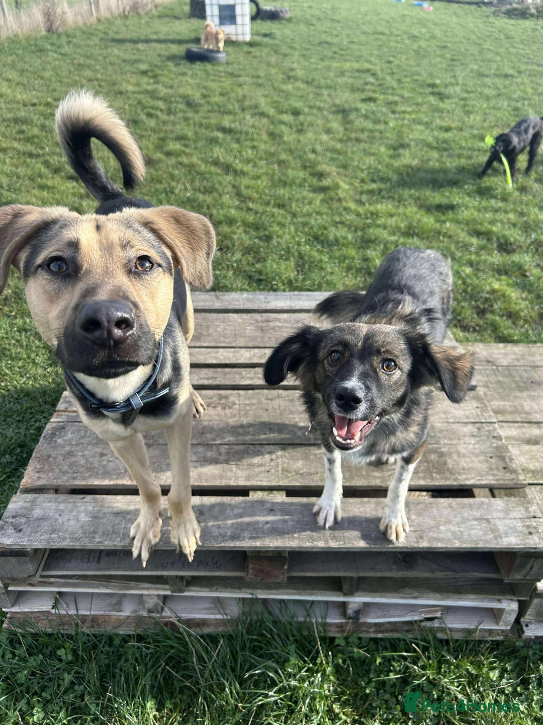 Mixed Breed dogs for adoption: MABEL - Image 7